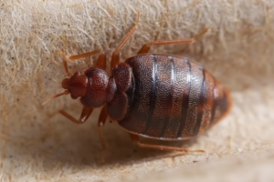 Bed Bug Control Services Banner