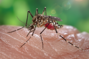 Mosquito Pest Control Service Banner