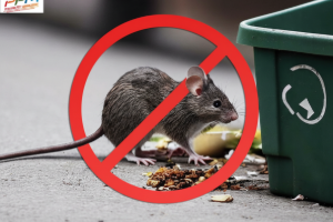 Rodent Control Service